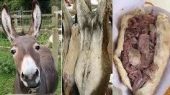 کشف کشتارگاه غیرمجاز الاغ در صباشهر / کباب ترکی با گوشت الاغ