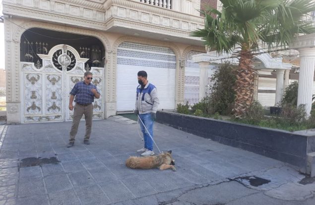 تداوم طرح زنده‌گیری سگ‌های بلاصاحب در سطح شهر گلستان