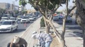 بلوار وسط آیت‌الله سعیدی/ پیشرفت و ارتقای زیبایی با کوشش معاونت عمران شهرداری گلستان