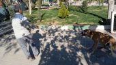 پایش مستمر شهر گلستان با اجرای طرح منظم مدیریت سگ‌های بلاصاحب