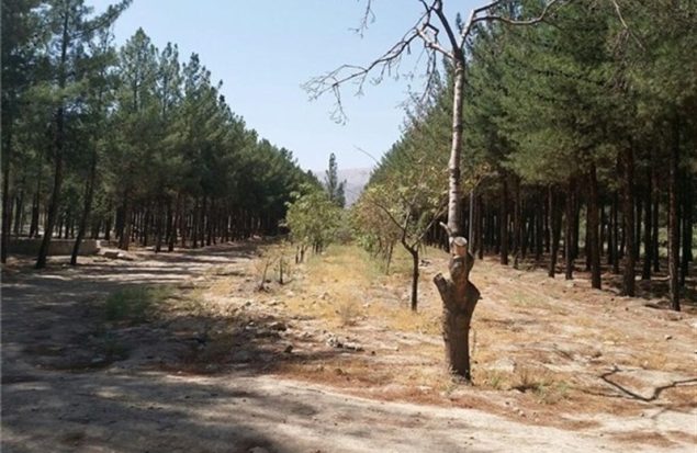 کمبود شدید امکانات بازی در پارک مسکن مهر اسلامشهر: فقط دو تاب شکسته برای کودکان!