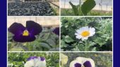 خودکفایی شهرداری رباط کریم در تهیه گل های فصلی