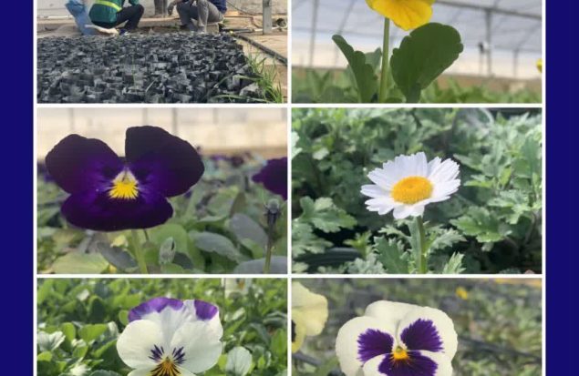 خودکفایی شهرداری رباط کریم در تهیه گل های فصلی