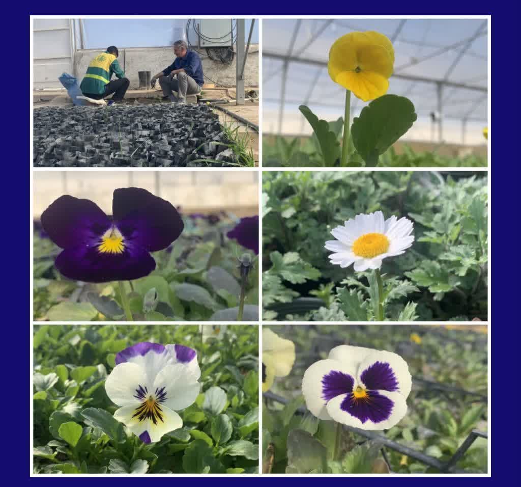خودکفایی شهرداری رباط کریم در تهیه گل های فصلی