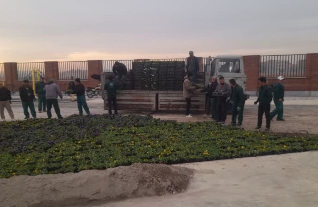 جلوه‌ای از طراوت زمستانی در سیمای شهر گلستان با کاشت گل‌های فصلی